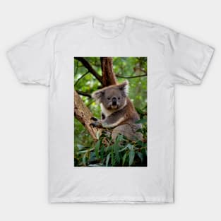 Koala - Is This A Cute Look? T-Shirt